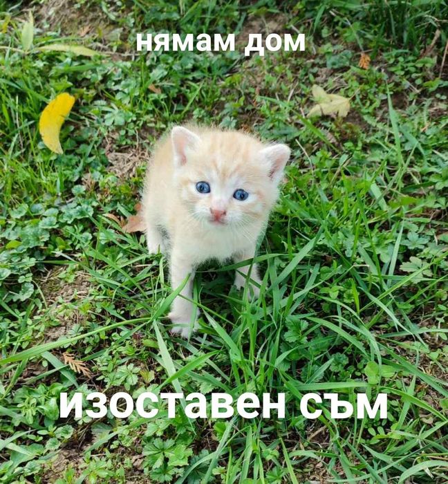 Подарява се изоставено мъжко коте на 2-3 седмици - търси дом