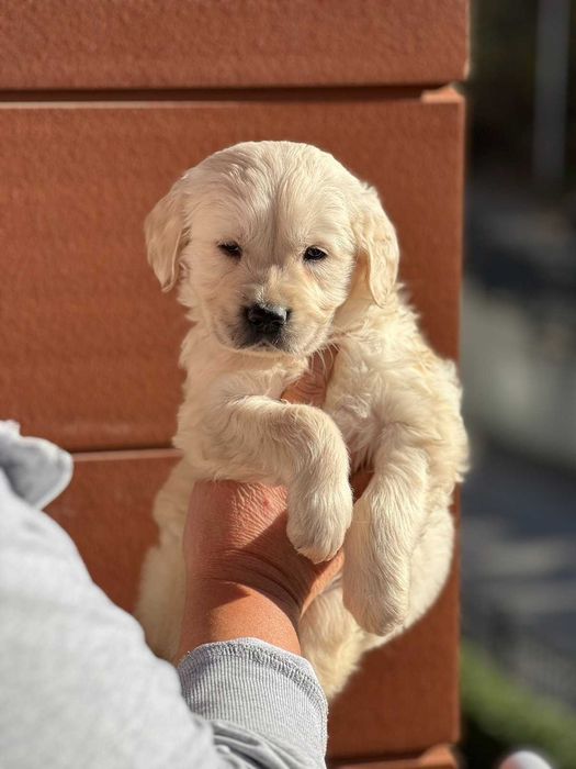 Голдън ретривър момче