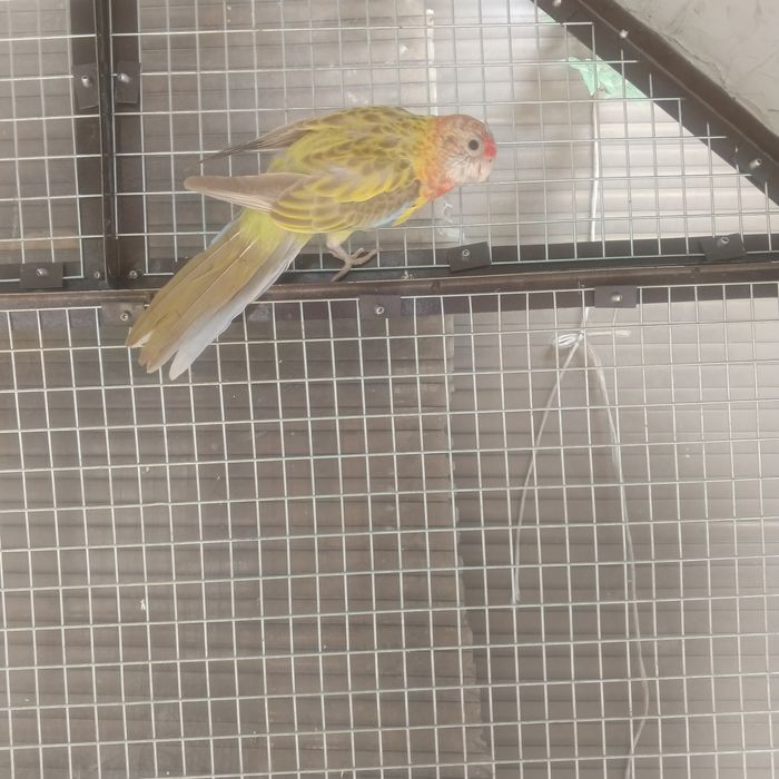 Продайотса папугай разелла