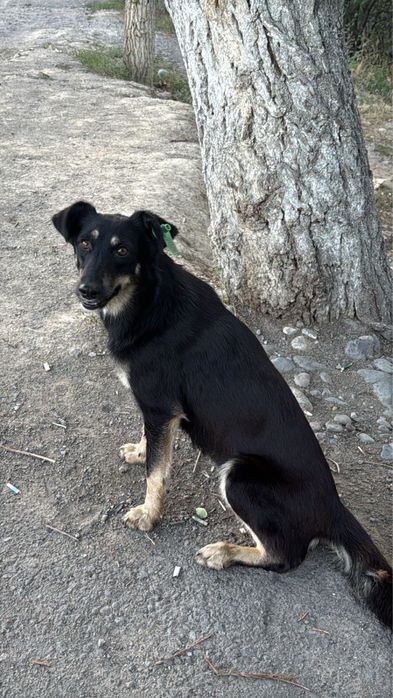 Умные собачки-охранники