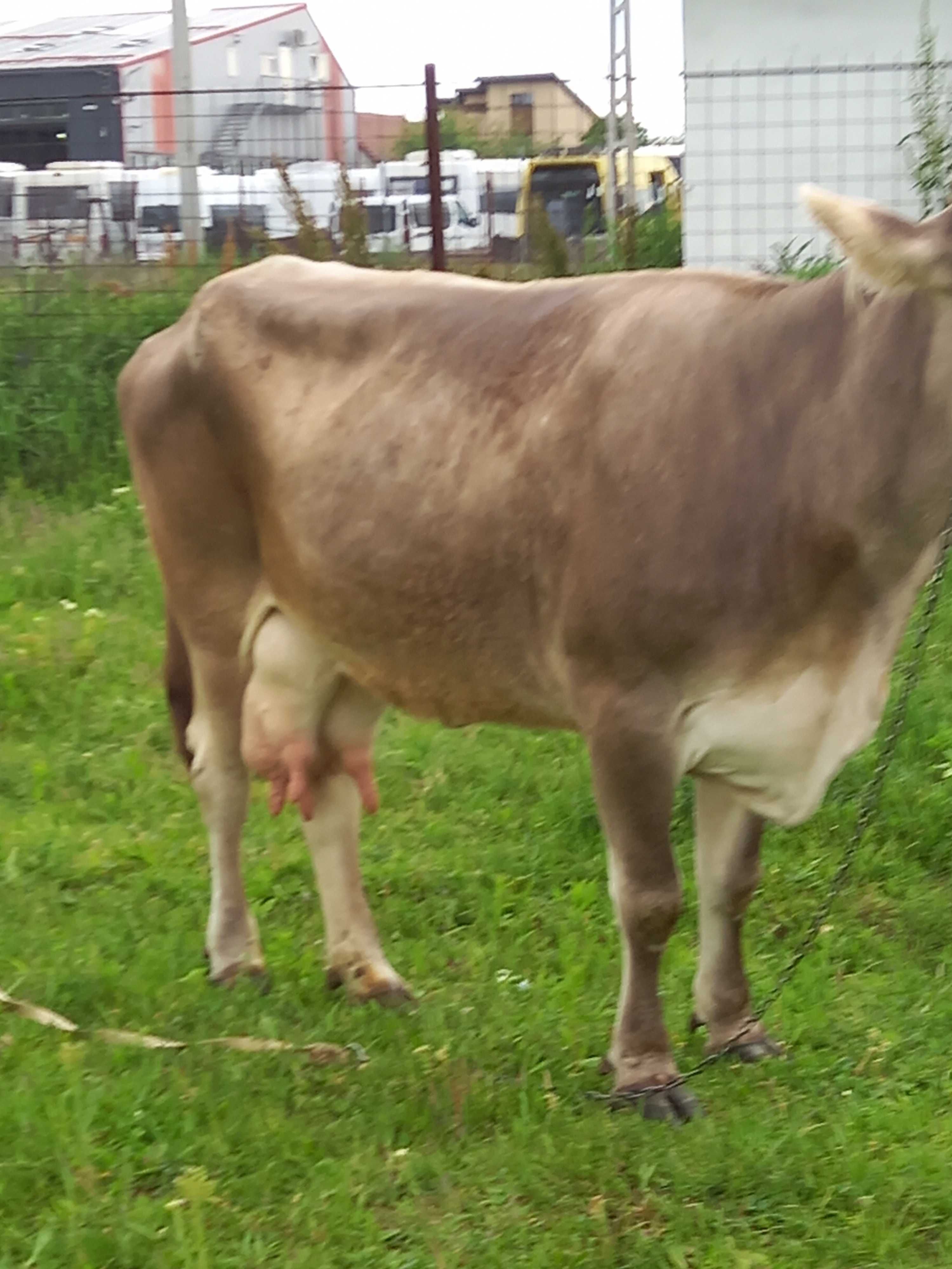 De vânzarea  Vaca cu lapte