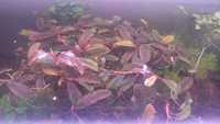 Продам аквариумное растение буцефаландра