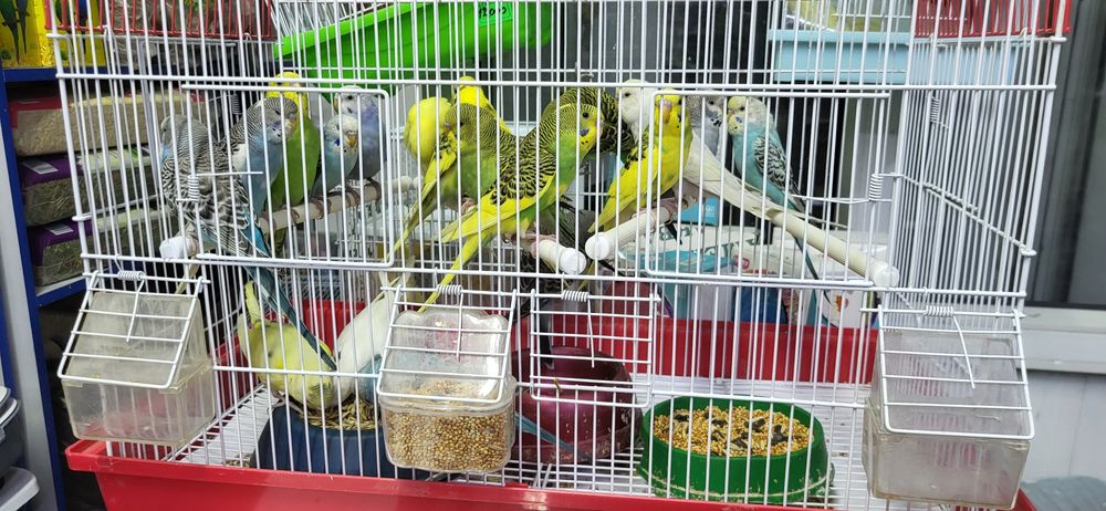 Попугаи волнистые , кареллы , ожереловый, какаду