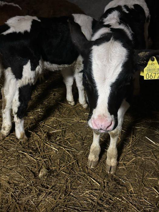 Vand doi taurasi alb cu negru!!