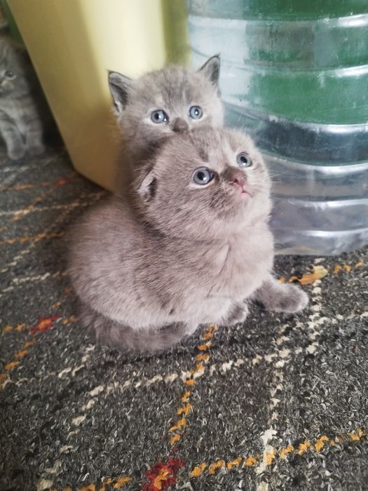 Скотиш страйт и фулд