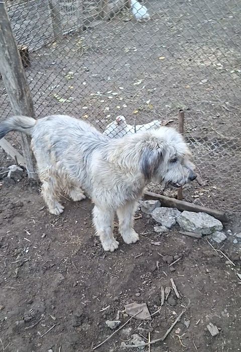 Ciobanesc mioritic - femelă 8 Luni!