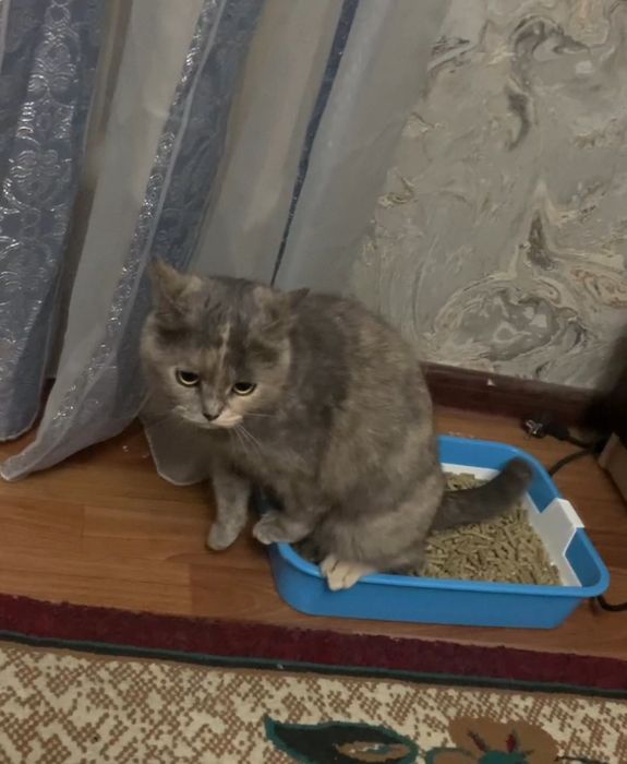 Породистая, молодая кошечка бесплатно