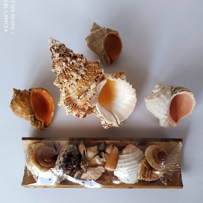Комплект морских ракушек.
