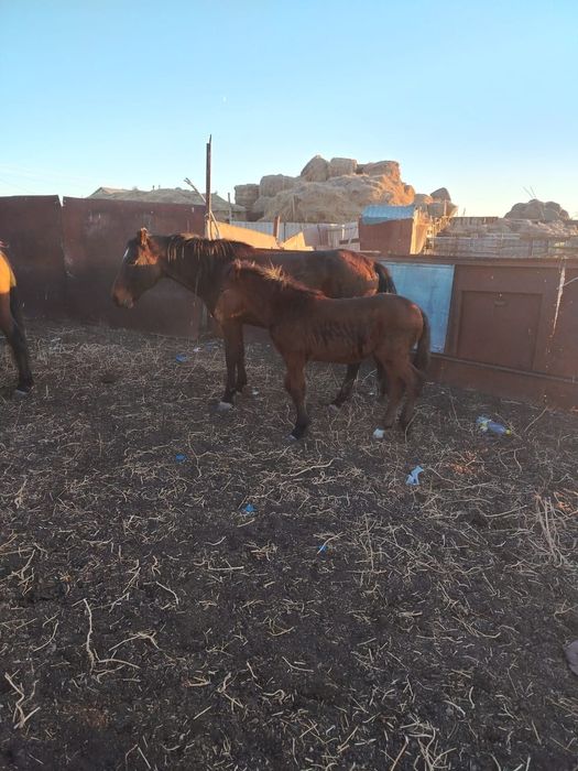 Жылкы кулынды биелер