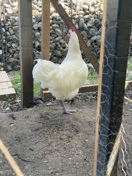 Cocosi Australorp negru si alb, 8 luni