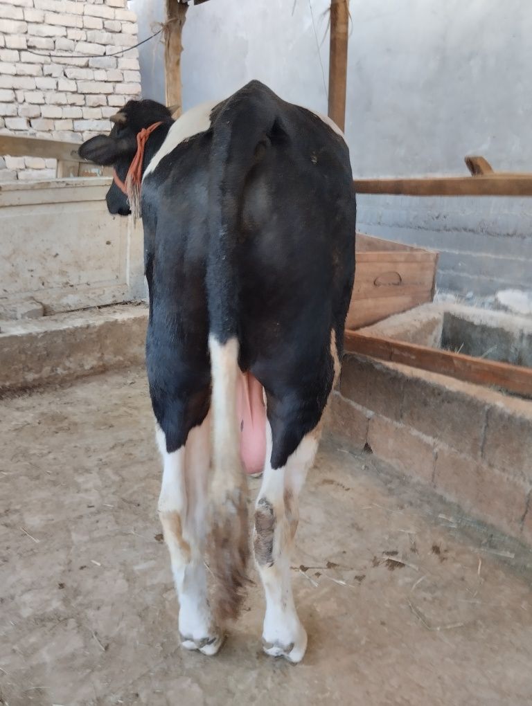 Rasiski buqa sotiladi