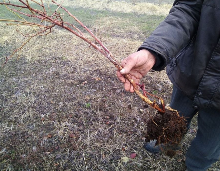 Butasi afin, aronia, coacaz