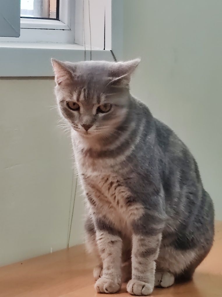 Шотландский прямоухий кот.