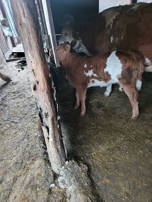 Vând vaca  bălțată romanesca cu vițea