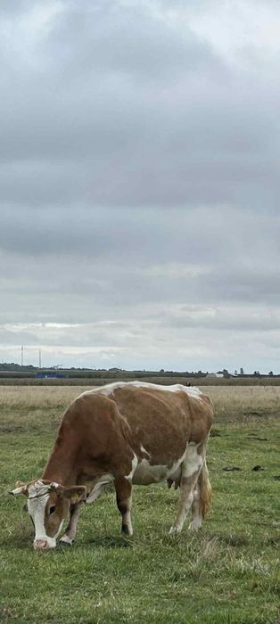 Vaca de vânzare al 3vitel