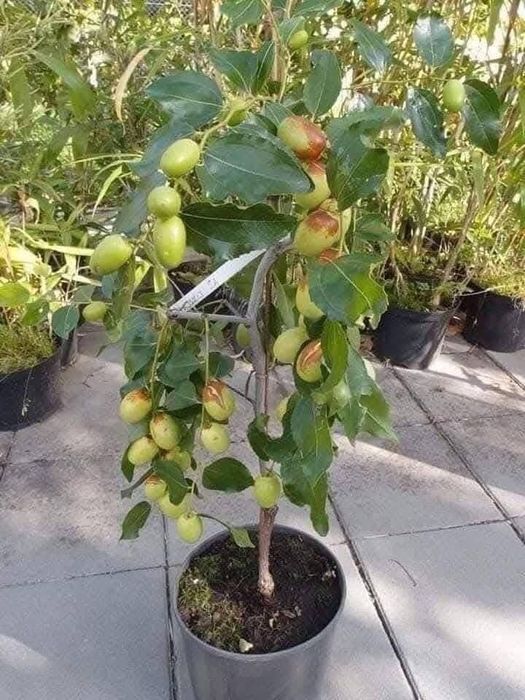 Curmal chinezesc jujube anul 4 la ghiveci