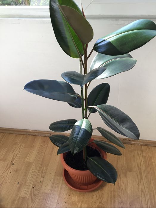 Ficus in ghiveci 130 cm