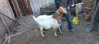 Vând capre anglo-nubiene și carpatine