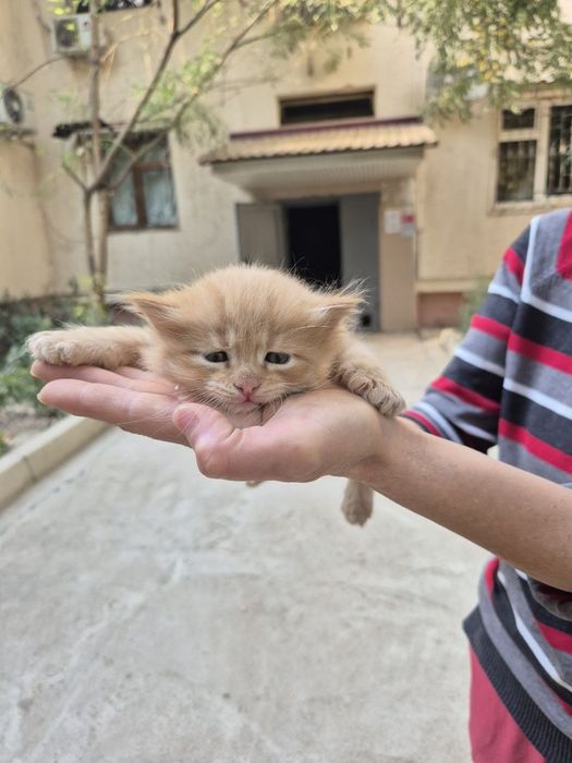 Котенок в добрые ручки