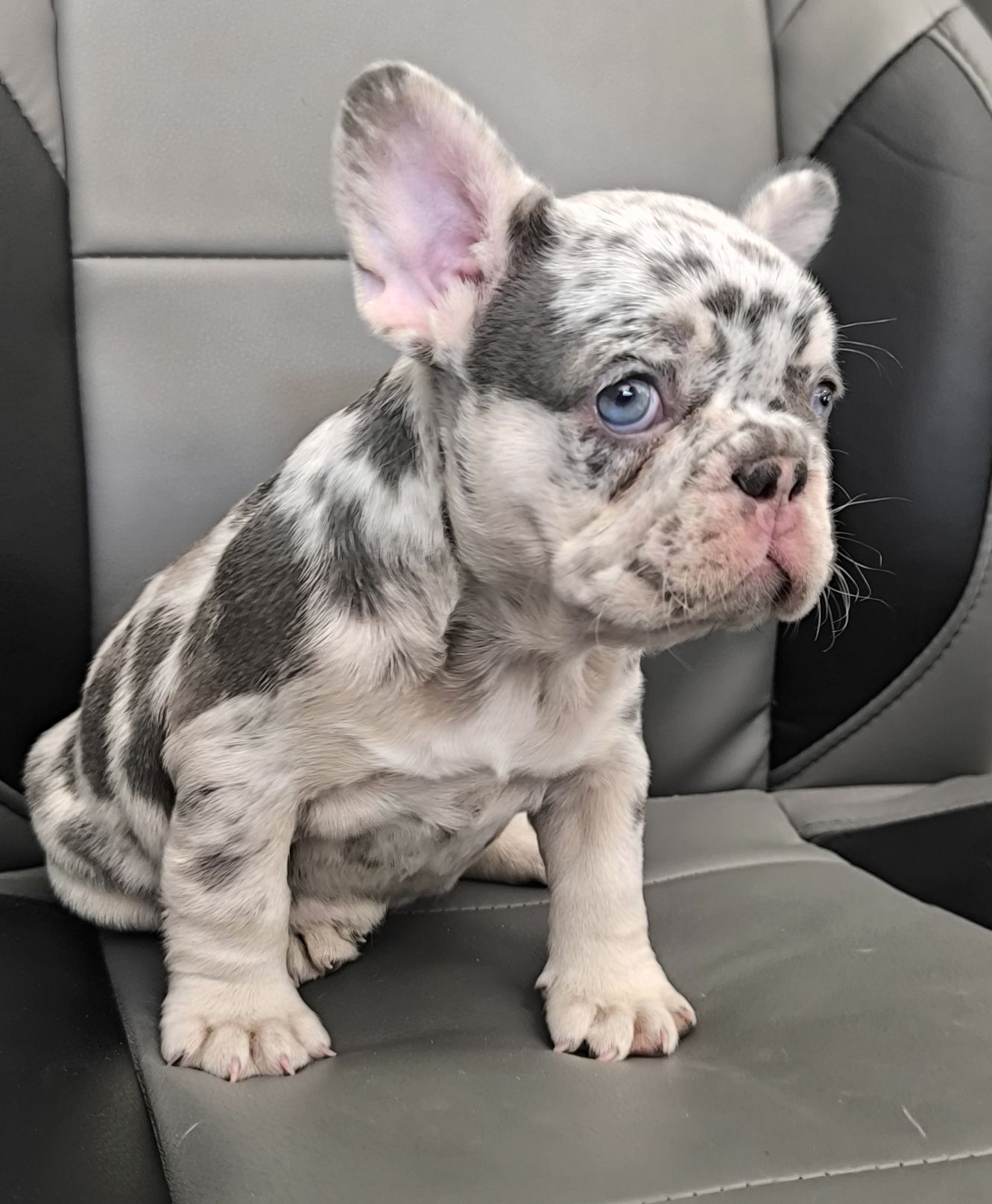 Френски булдог /мерле/french bulldog