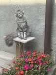 Maine Coon cu pedigree