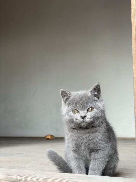 Skotish strayt 2 oyli bir o’gil bir qiz sotiladi