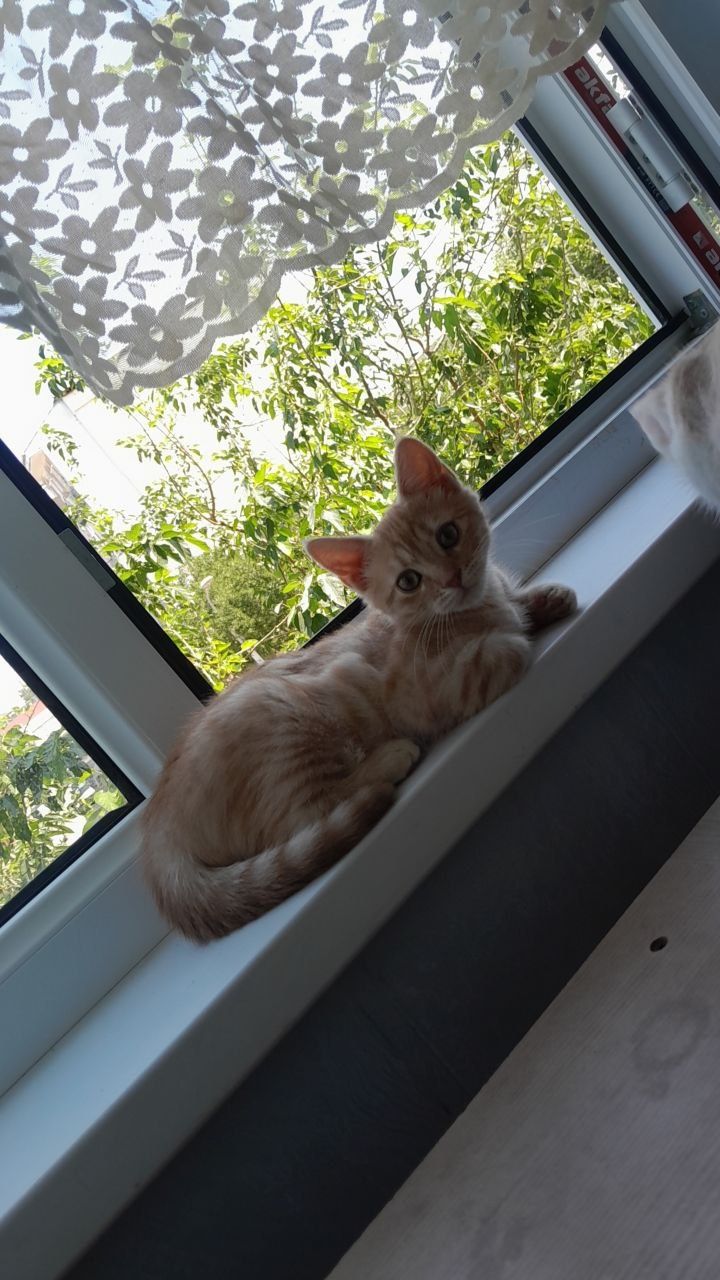 Отдам в хорошие руки