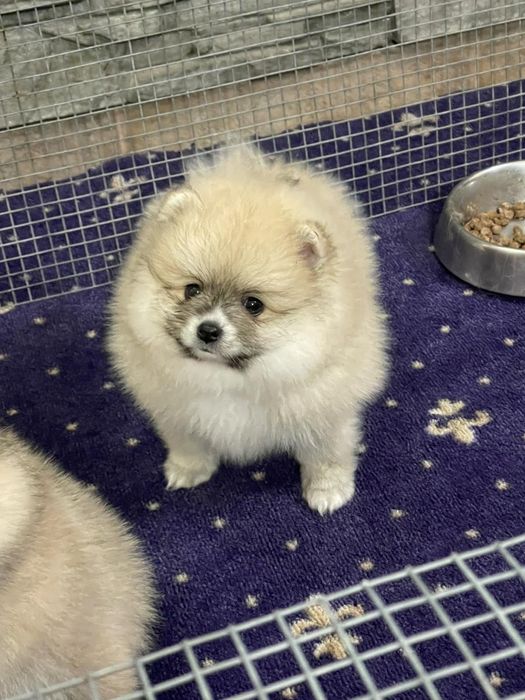 Померан померани