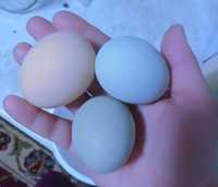 Продам инкубационные зелёные яйца ухейилюй. Яйца зелёные