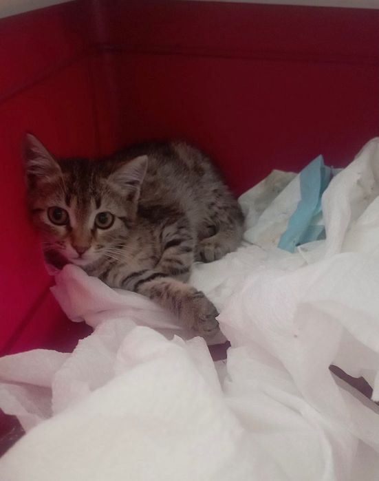 Котенце  момиче 1,5-2 мес.