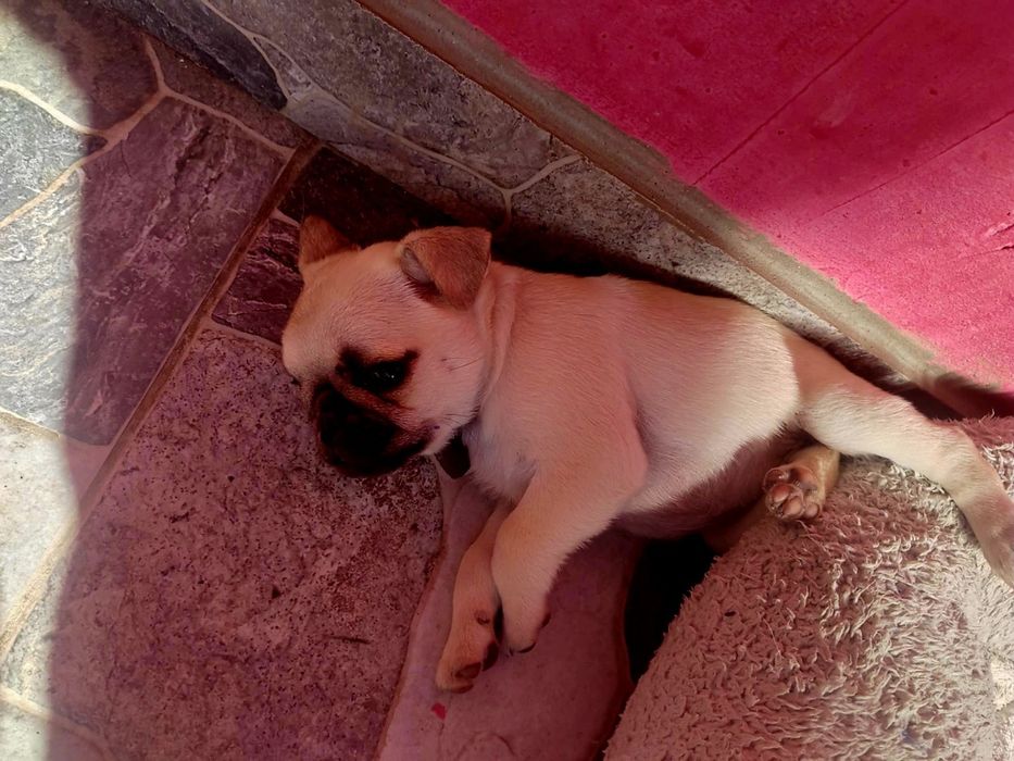 Pui Mops de vânzare