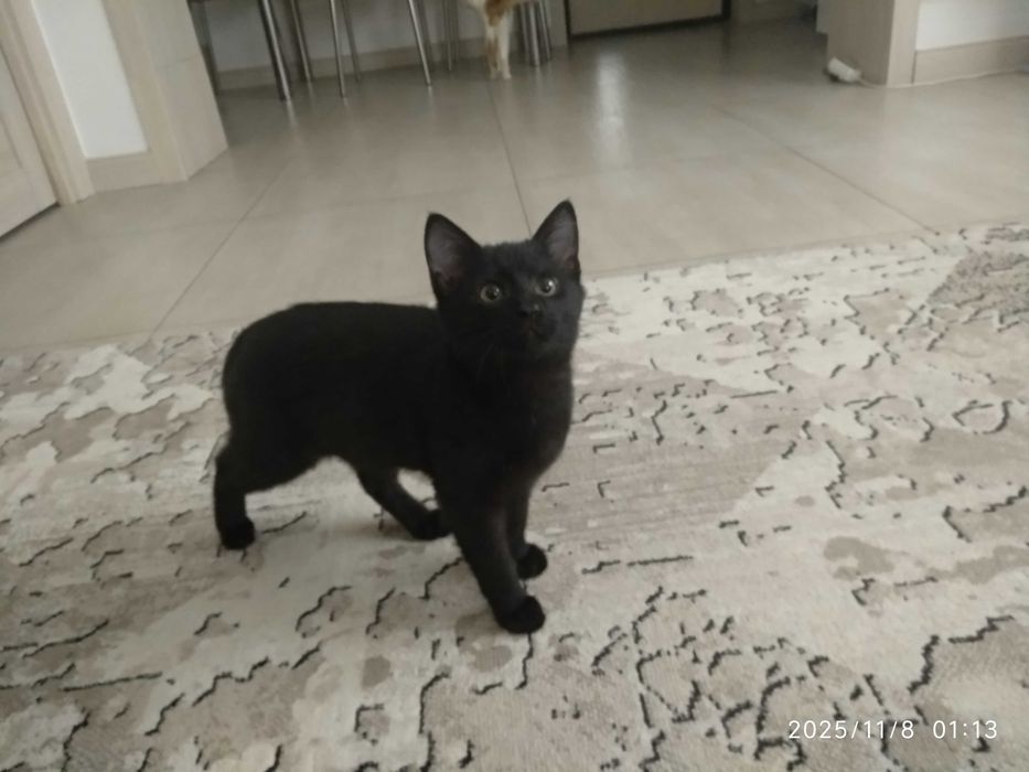 Маленький чёрненький малыш ищет любящего человека