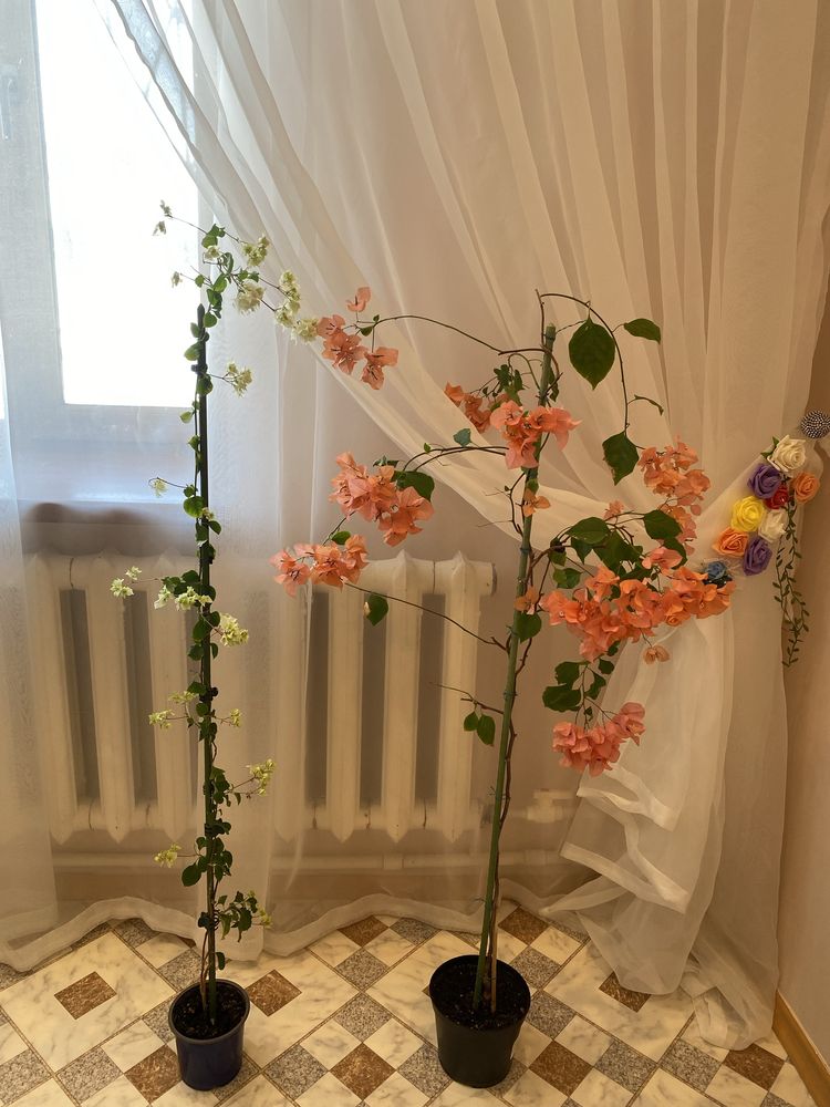 Продам комнатный цветок Бугенвиллия цвет Оранж и Белый.Цена 15 000 т