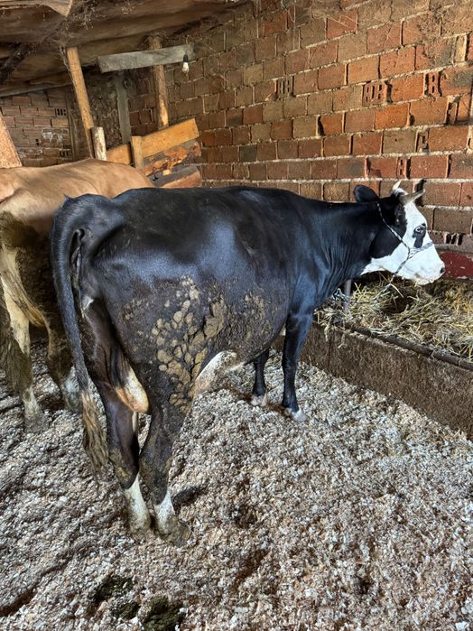 3 крави за дамазлък бартер за животни за клане