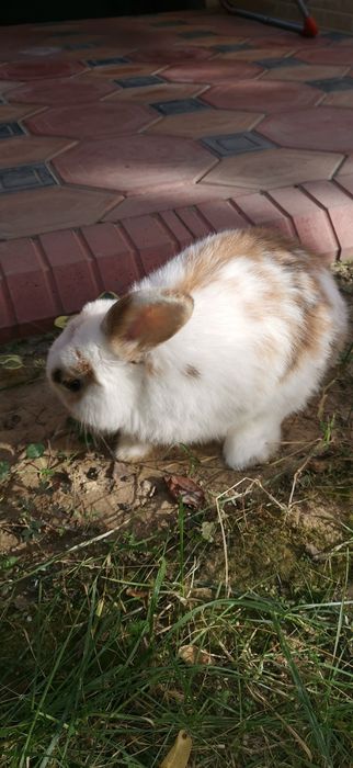 Продам карликовый кролик