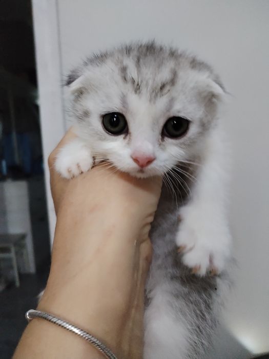 Вязка, не подаётся.