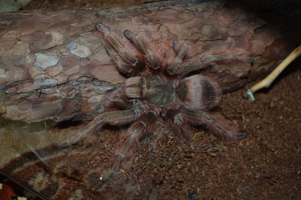 Паук птицеед Нанду трипепи