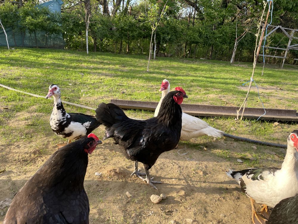 Pui Australorp negru