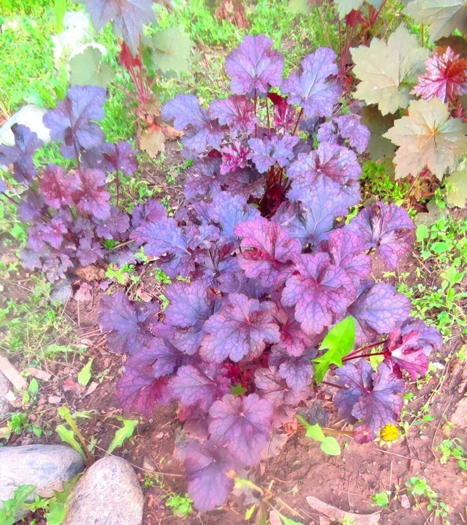 Гейхера фиолетовая, разноцветная гибридная.