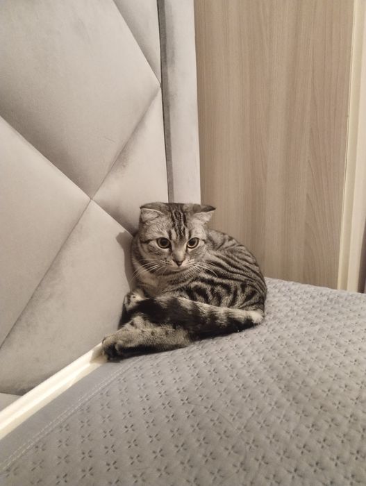 Шотландский мысық