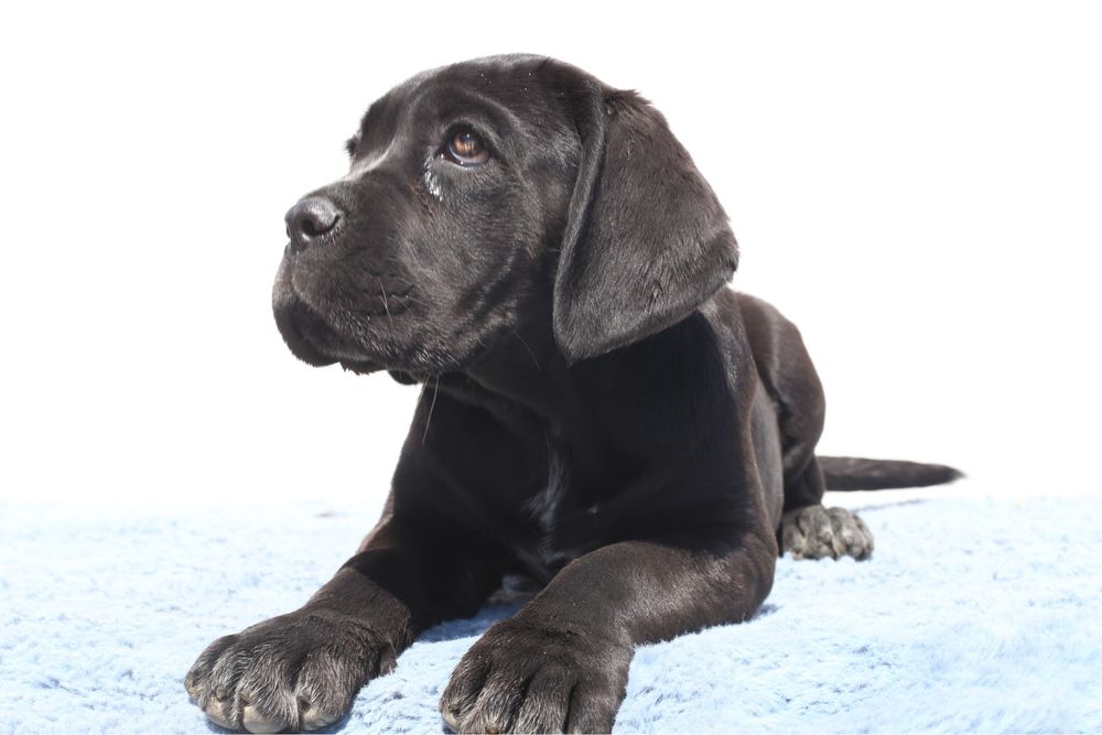 Pui Cane Corso cu pedigree FCI