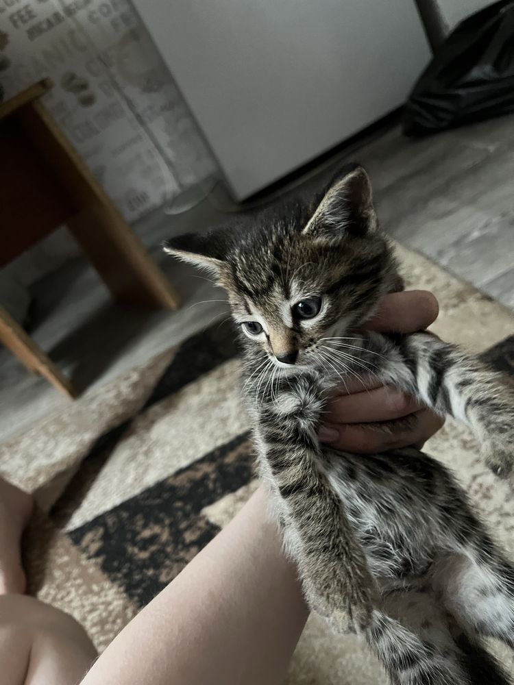 Отдам котят в добрые руки