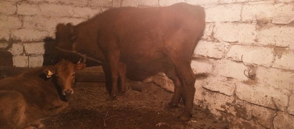 Корова сиир буаз