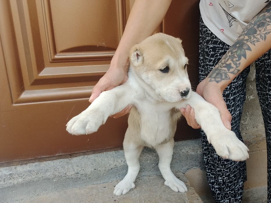 Продаются щенки Алабаи