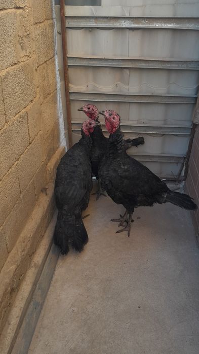 Үндік сатылады ұрғашы