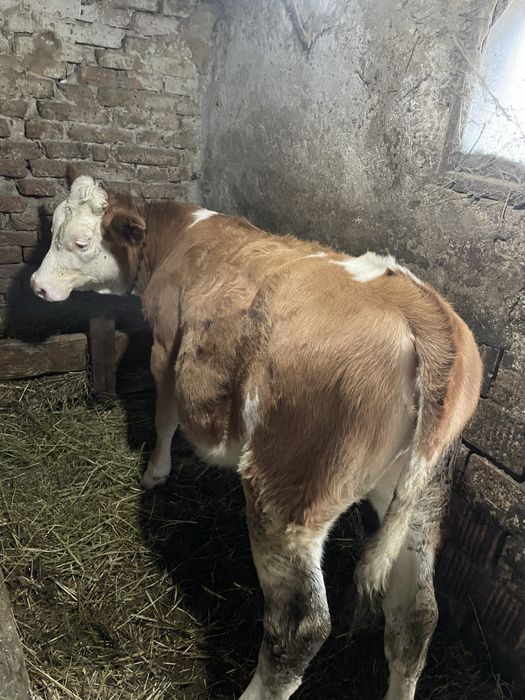 Vand vitel de 6 luni