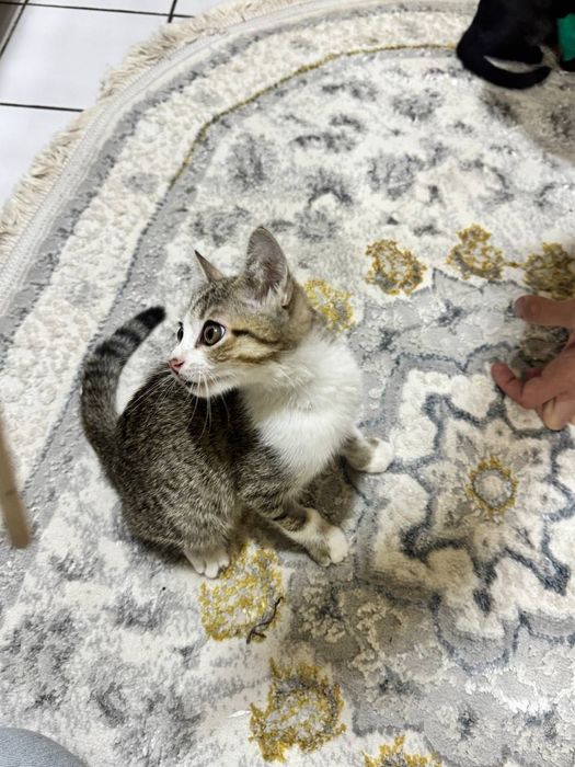 Котёнок мальчик даром