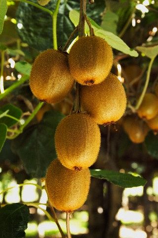 Kiwi autofertil .