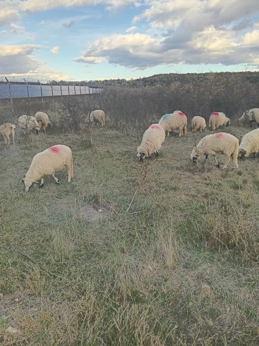 Oii breze de vânzare