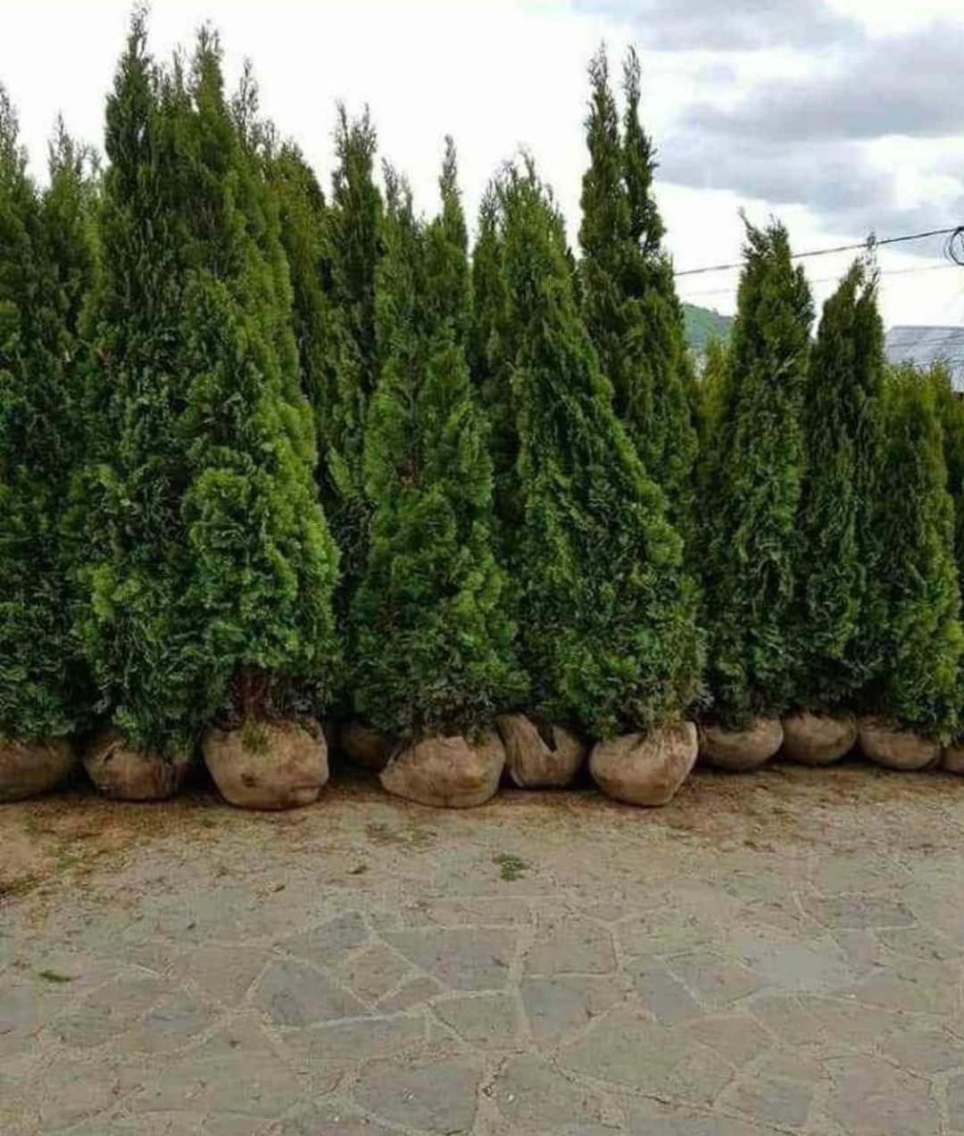 Plante decorative ori ce specie calitatea ce mai bună